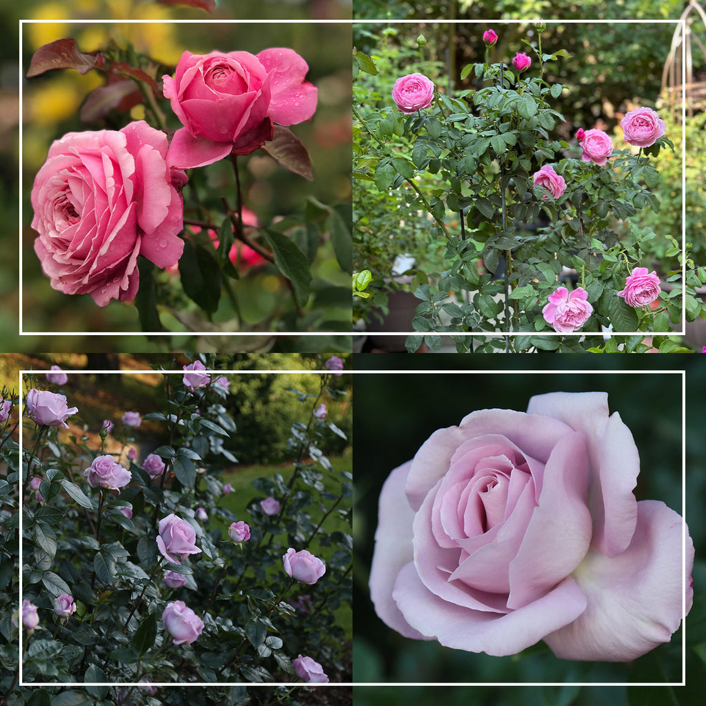 Parisian Cutting Garden
