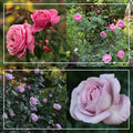 Parisian Cutting Garden