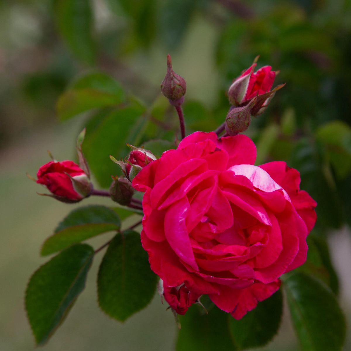 Party Hardy Shrub Rose | Pink Rose Plant – Heirloom