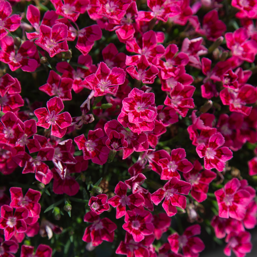 Pashmina™ Magenta+White 