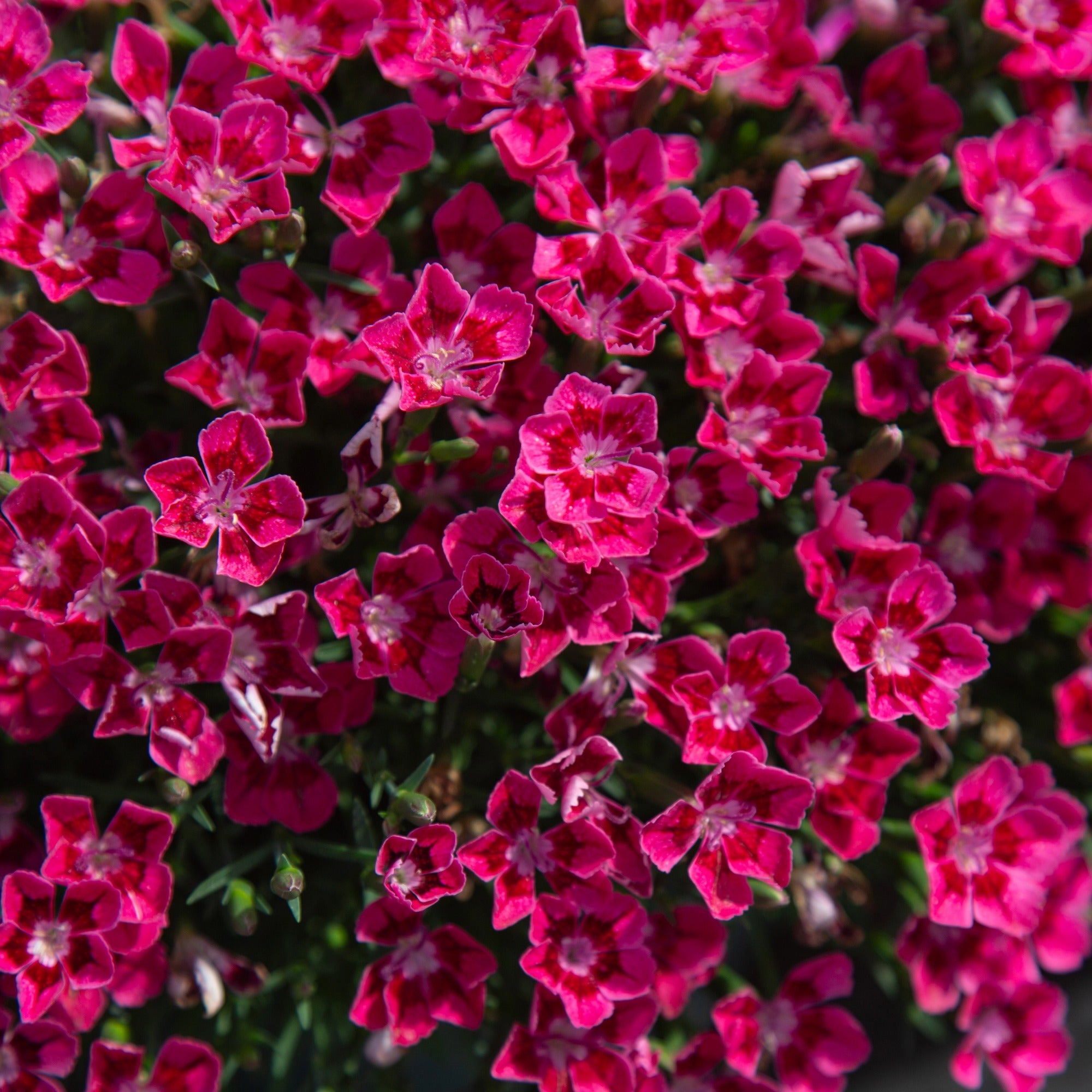 Pashmina™ Magenta+White 
