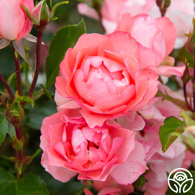 Heirloom Roses Passionate Kisses Floribunda Rose