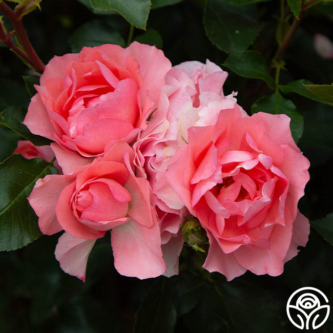 Heirloom Floribunda Roses - Passionate Kisses
