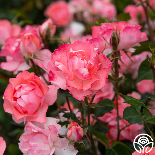 Heirloom Roses Passionate Kisses Floribunda Rose