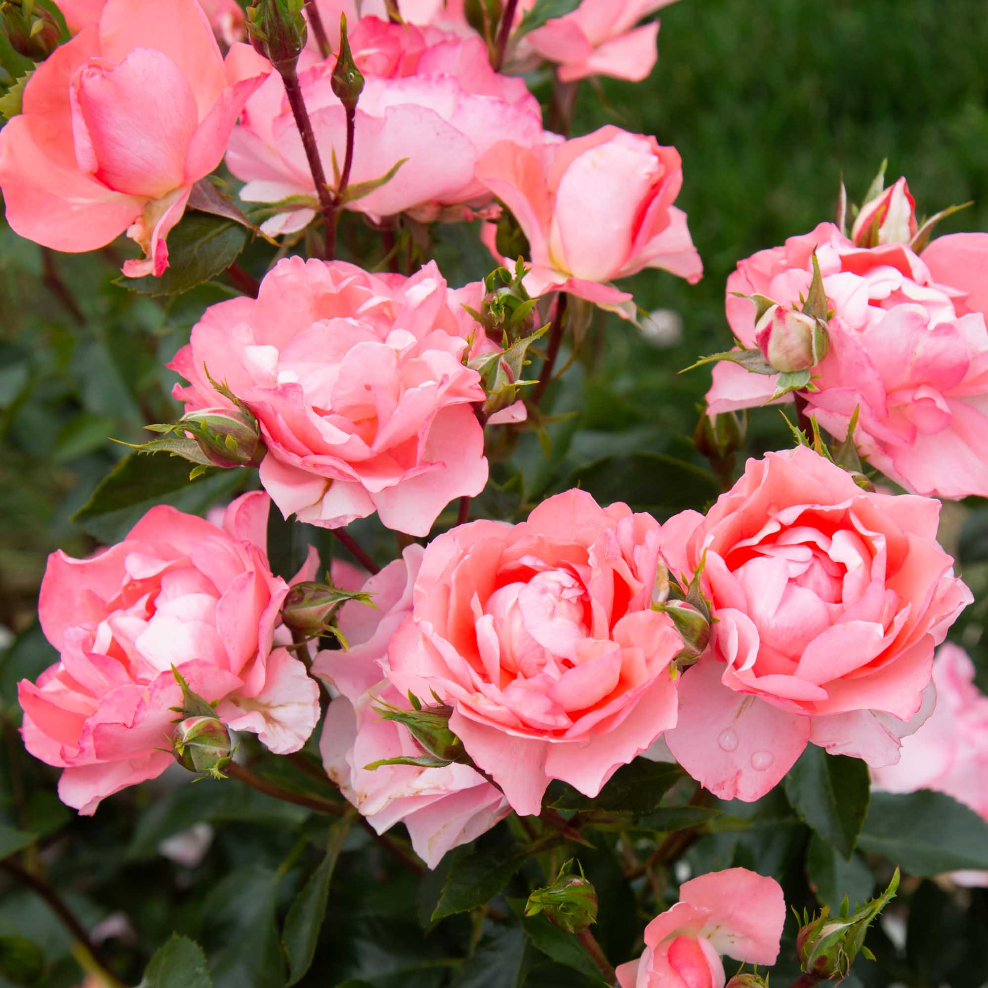 Roses with Little to No Fragrance – Page 4 – Heirloom
