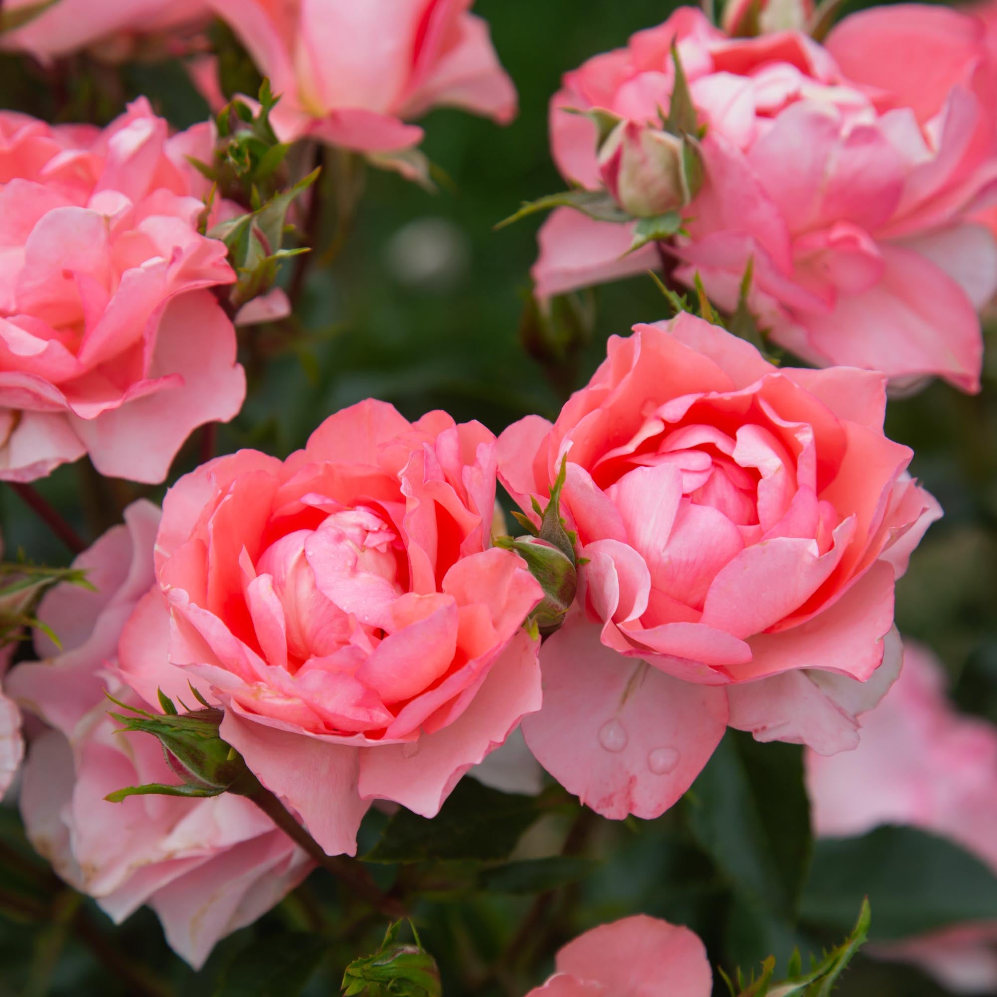 エ*7様 【2010年】 Beauty and the Rose Promise Passionate Kisses Floribunda Rose | Pink Rose Plant – Heirloom