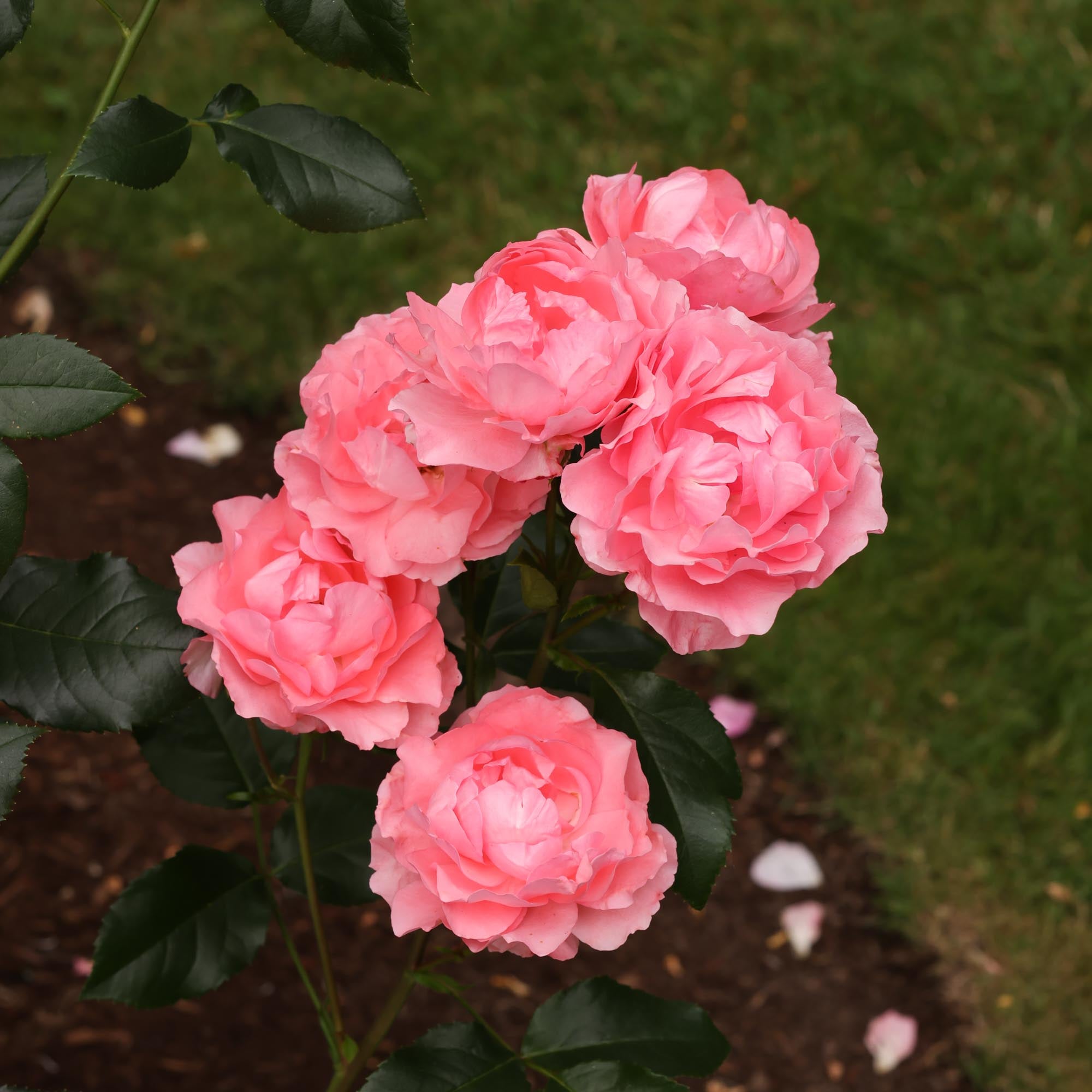 Roses with Little to No Fragrance – Page 4 – Heirloom