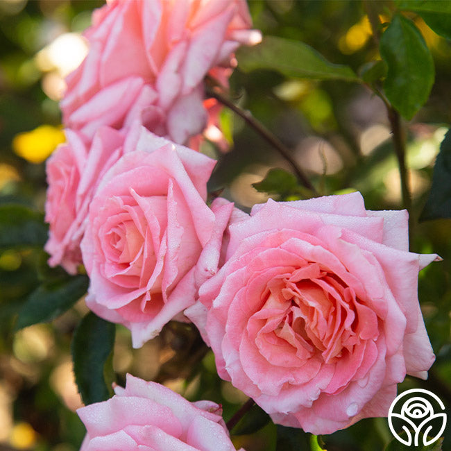 Paul Shirville Hybrid Tea Rose | Fragrant Rose Plant – Heirloom Roses