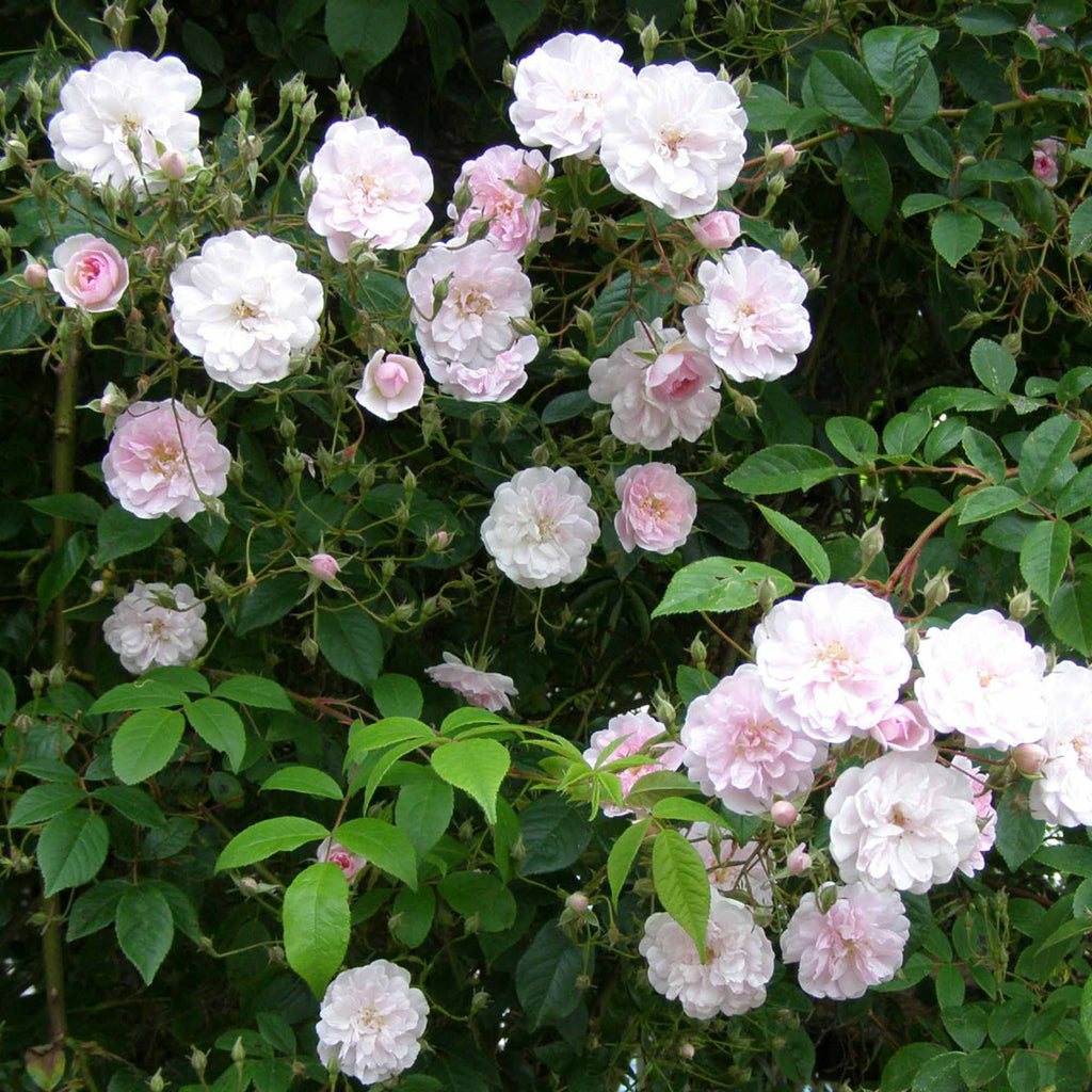 Paul's Himalayan Musk