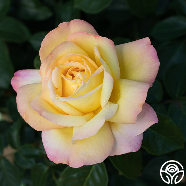Heirloom Roses Peace Rose - Thumbnail 2