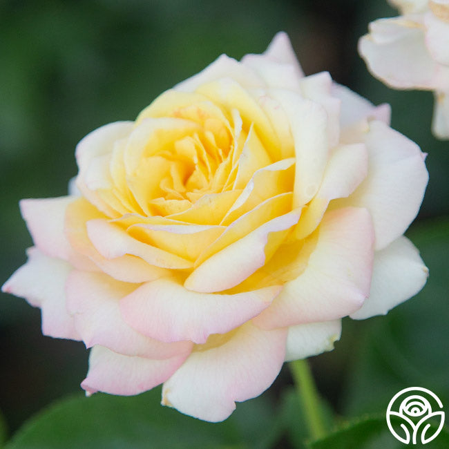 Heirloom Roses Seafoam Rose - Thumbnail 4