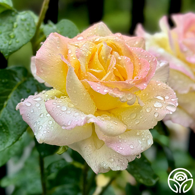 Heirloom Roses Seafoam Rose - Thumbnail 3