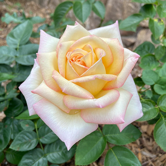 Peace Rose - Hybrid Tea - Very Fragrant – Heirloom Roses