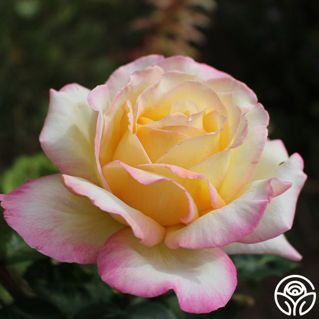 Heirloom Roses Peace Rose - Thumbnail 3