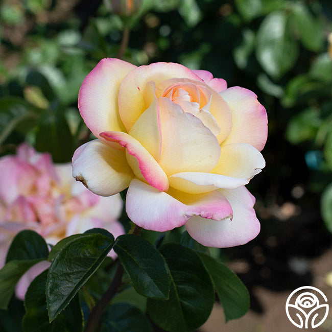 Heirloom Roses Seafoam Rose - Thumbnail 2
