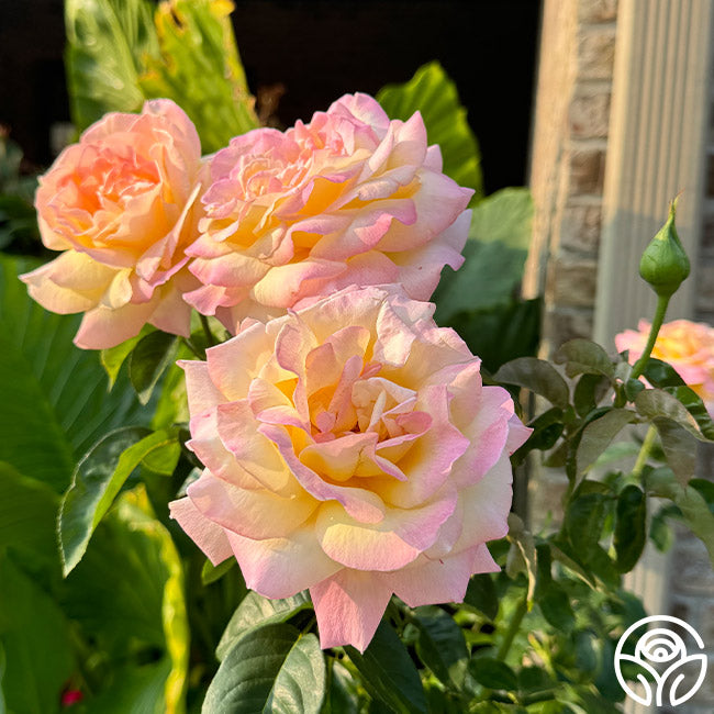 Peace Rose - Hybrid Tea - Very Fragrant – Heirloom Roses