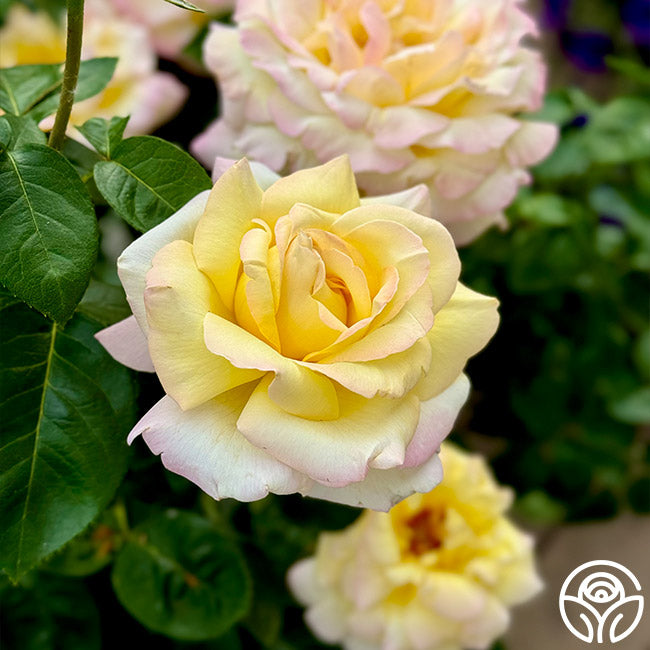 Peace Rose - Hybrid Tea - Very Fragrant – Heirloom Roses