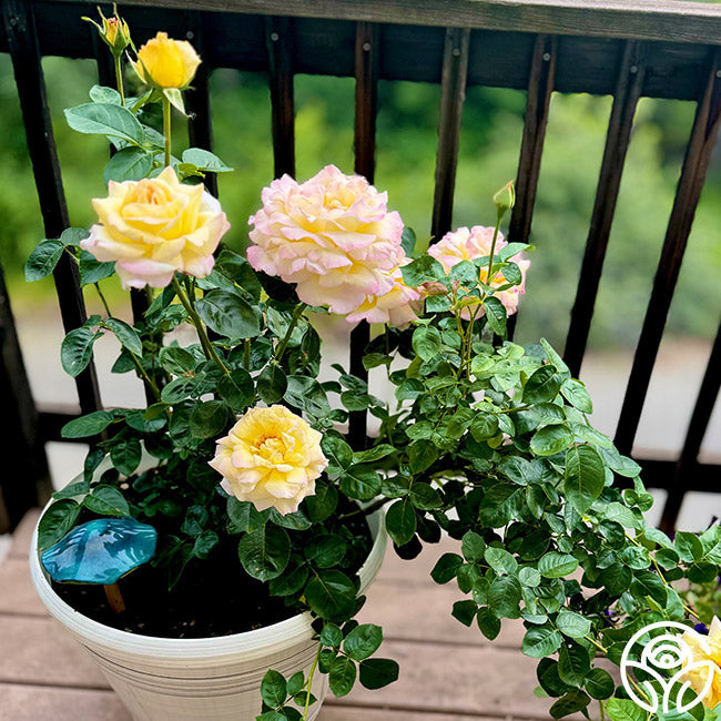 Peace Rose - Hybrid Tea - Very Fragrant – Heirloom Roses