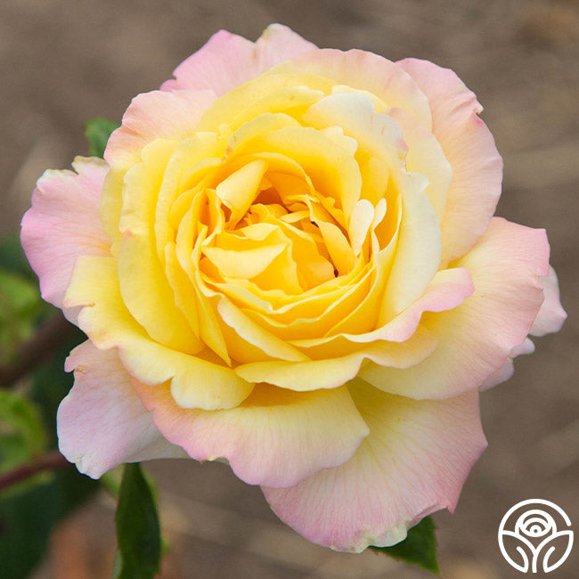 Peace Rose - Hybrid Tea - Very Fragrant – Heirloom Roses