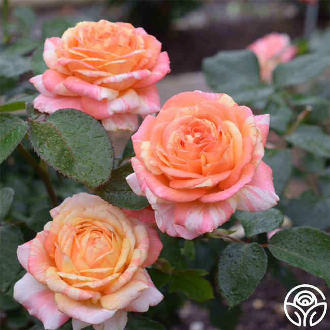 Three Peach Roses Peach Swirl™ – Heirloom Roses