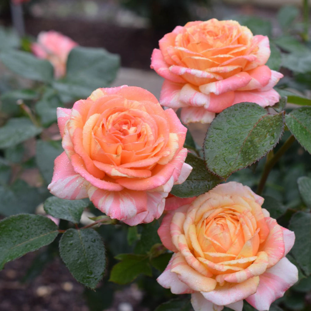 Peach Swirl®