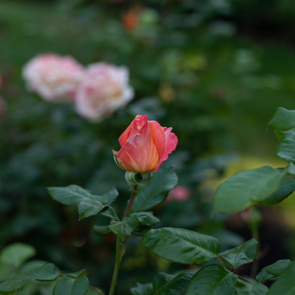 Peach Swirl®