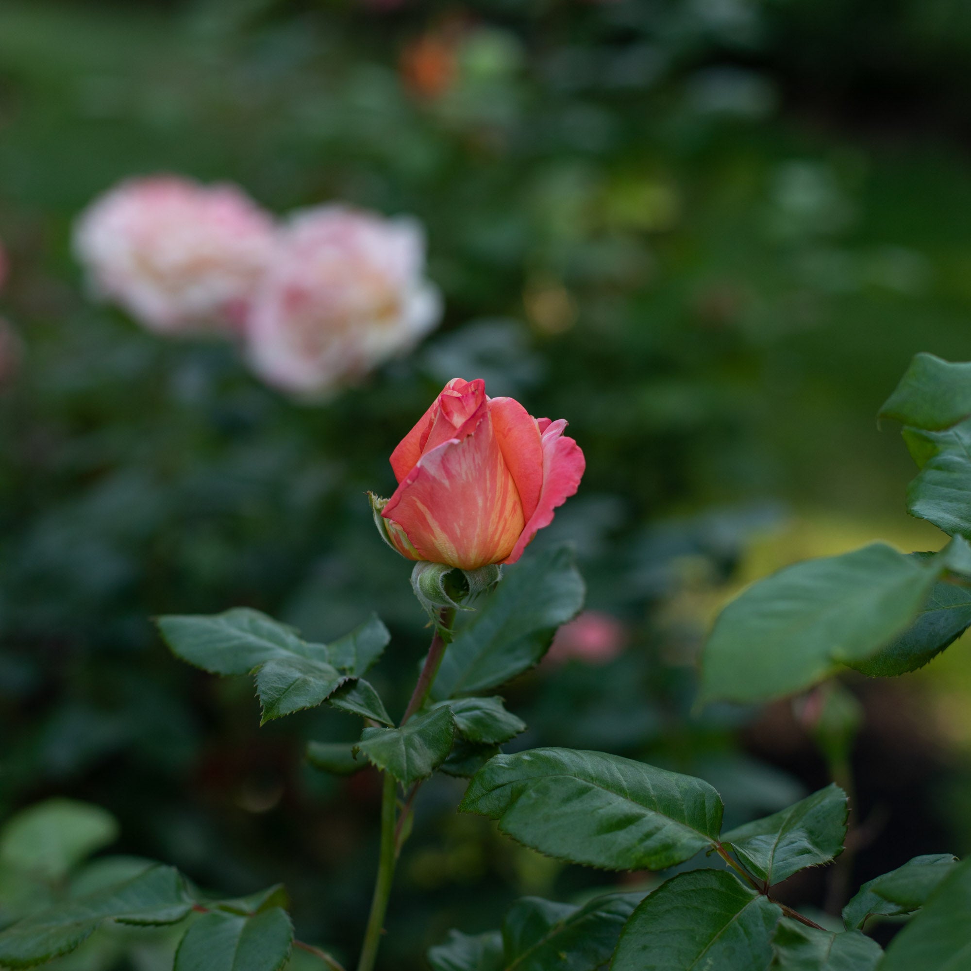 Peach Swirl®