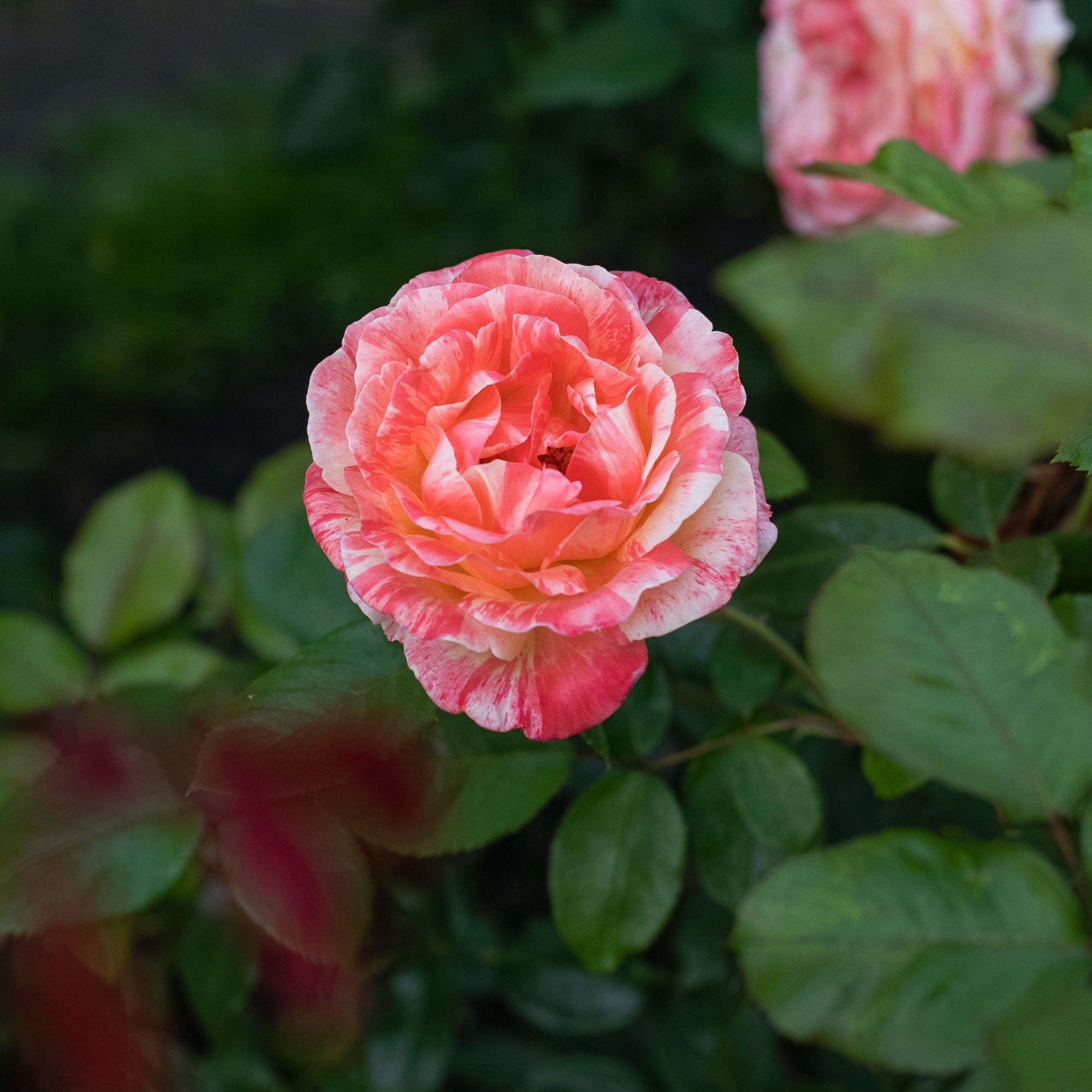 Peach Swirl®
