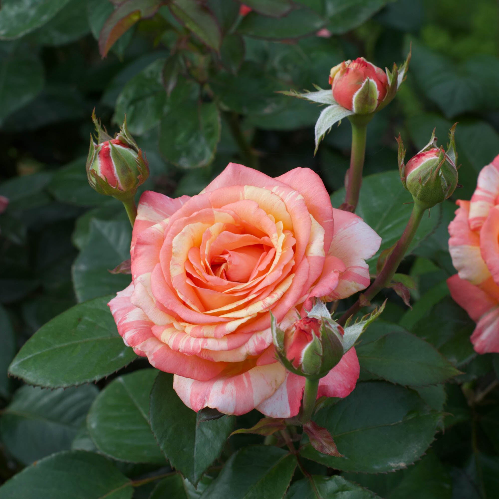Peach Swirl®