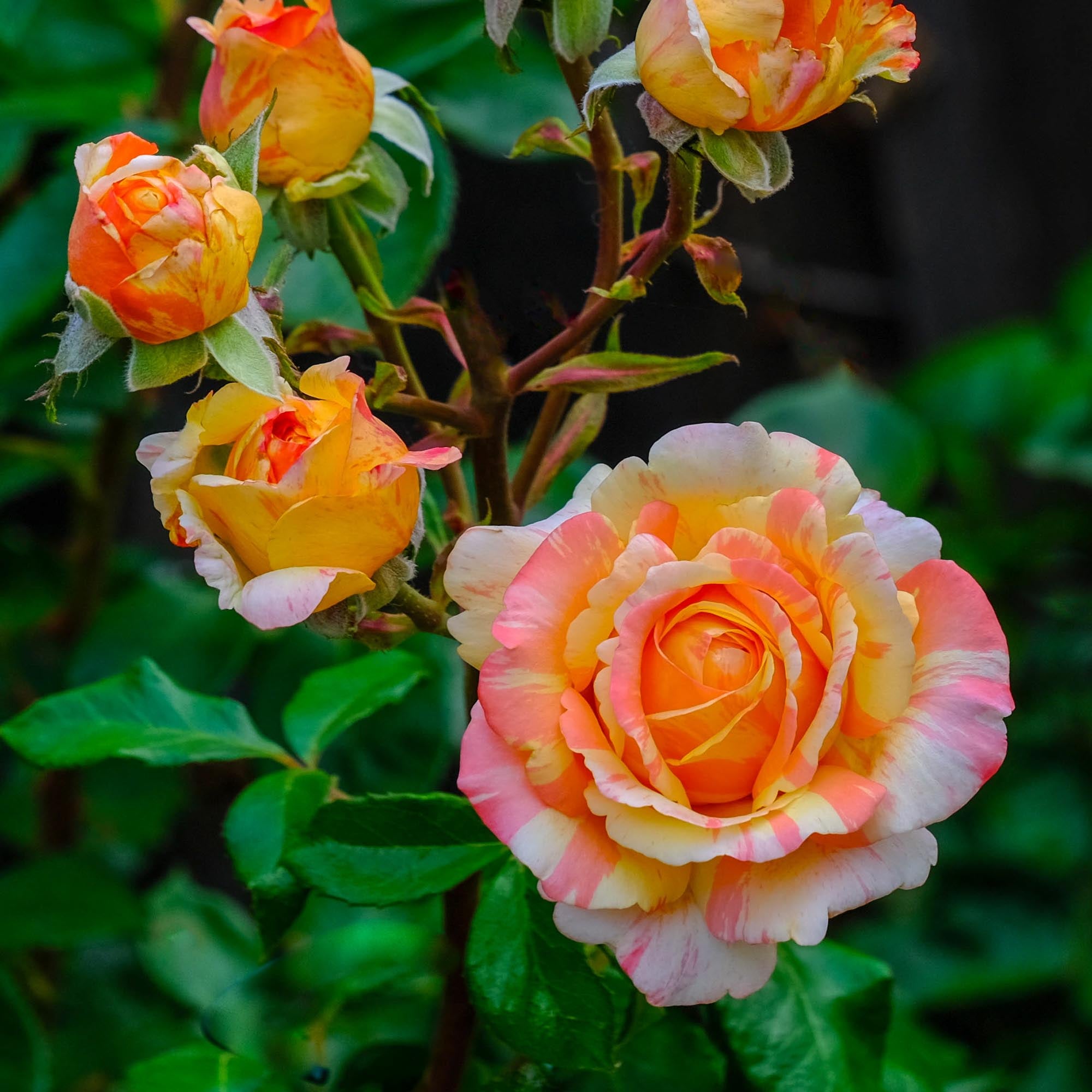 Peach Swirl®