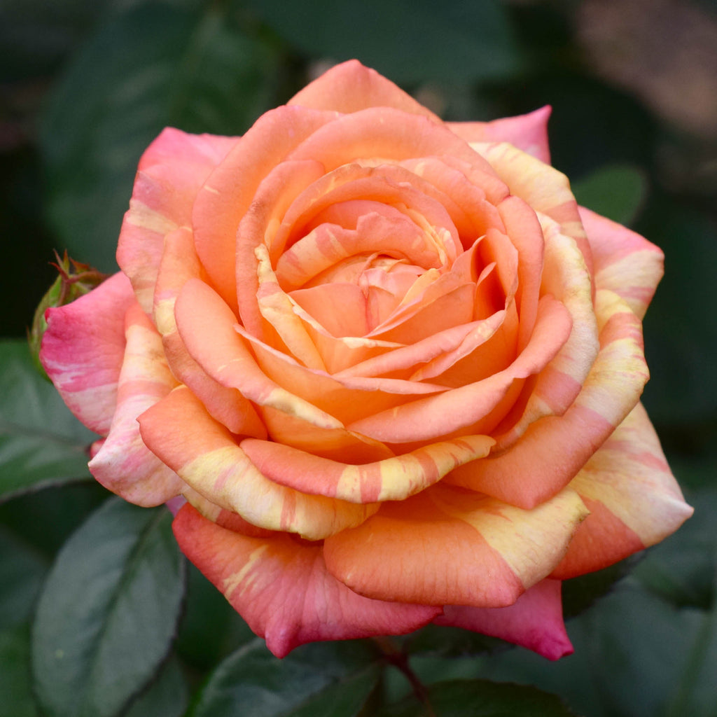 Peach Swirl®