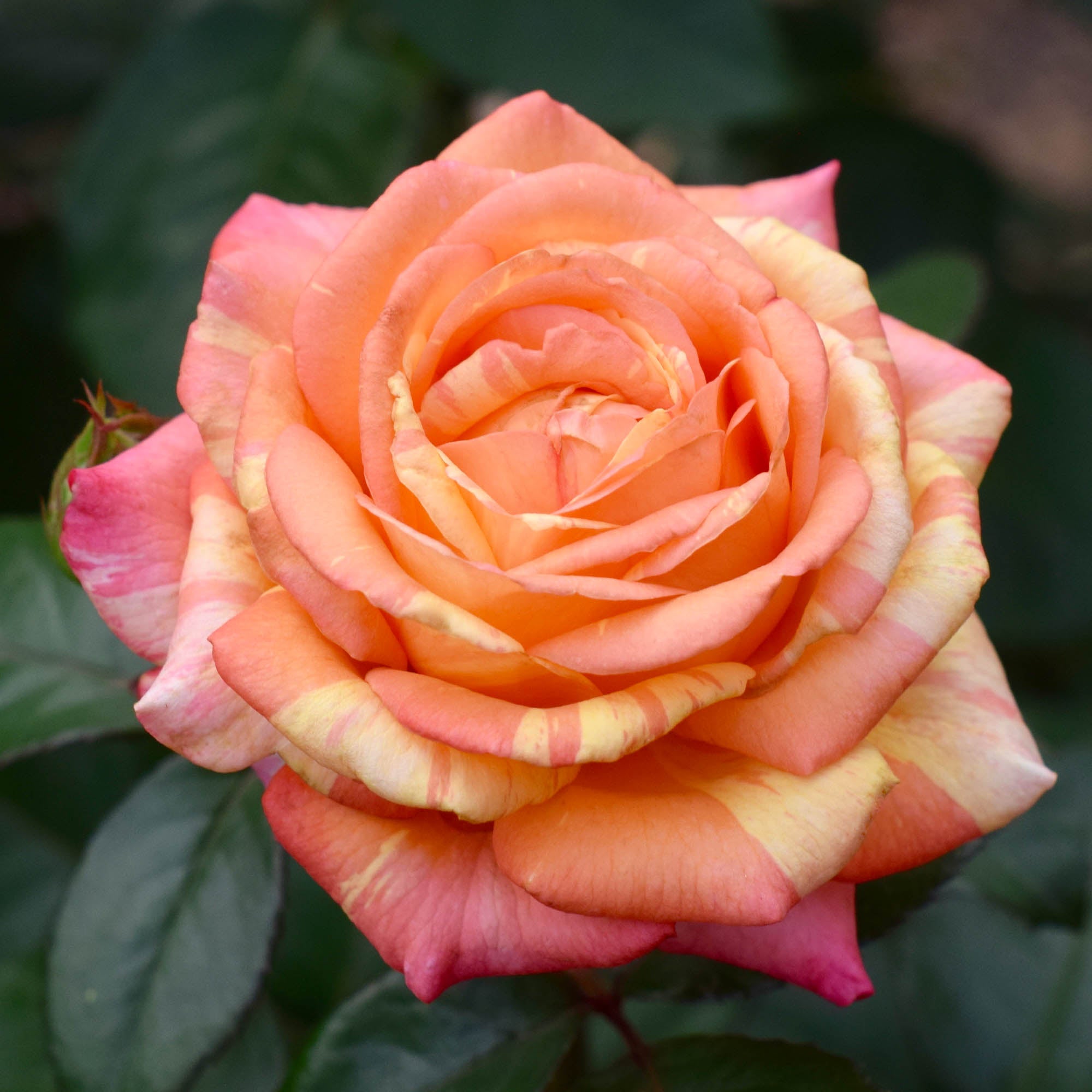 Peach Swirl®
