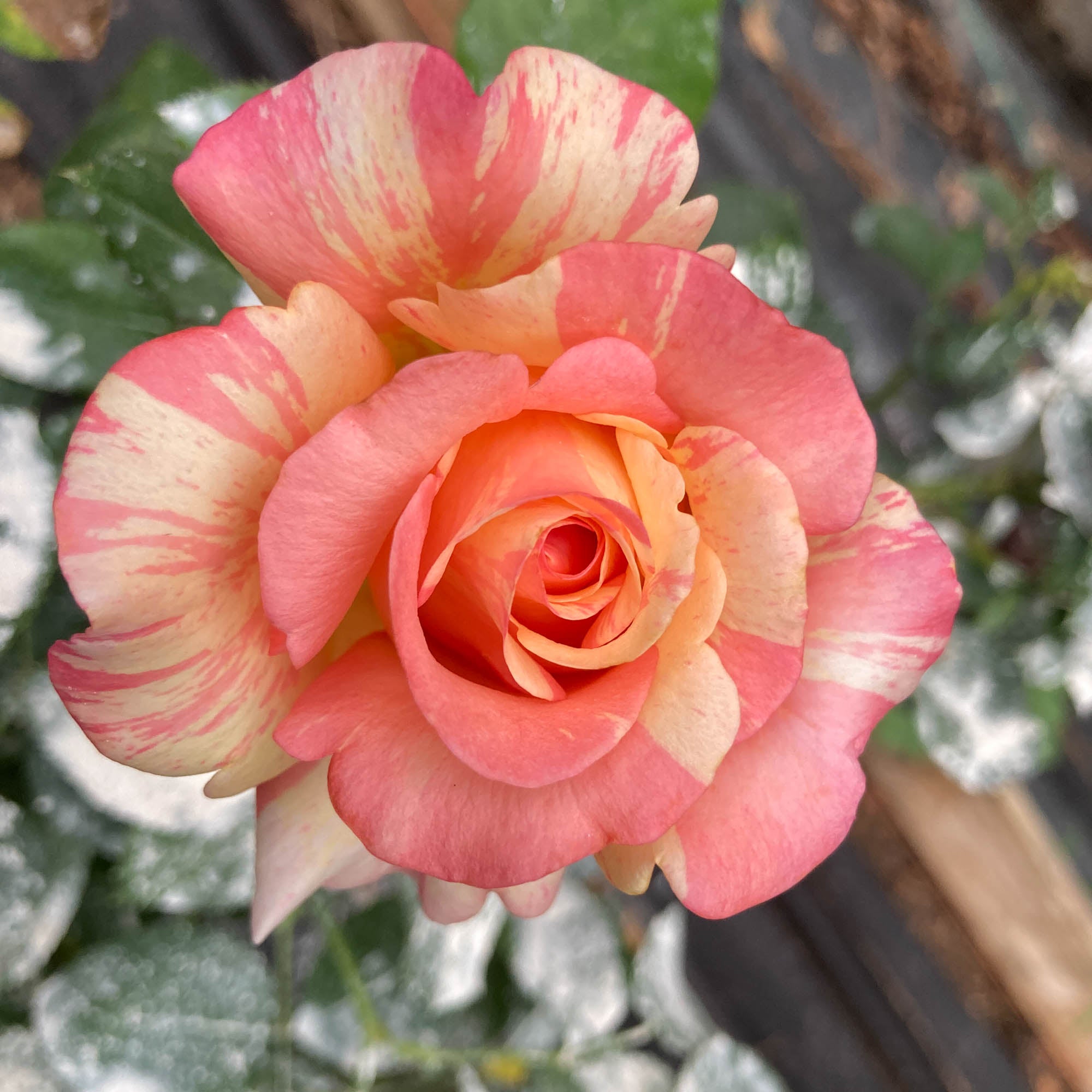 Peach Swirl®