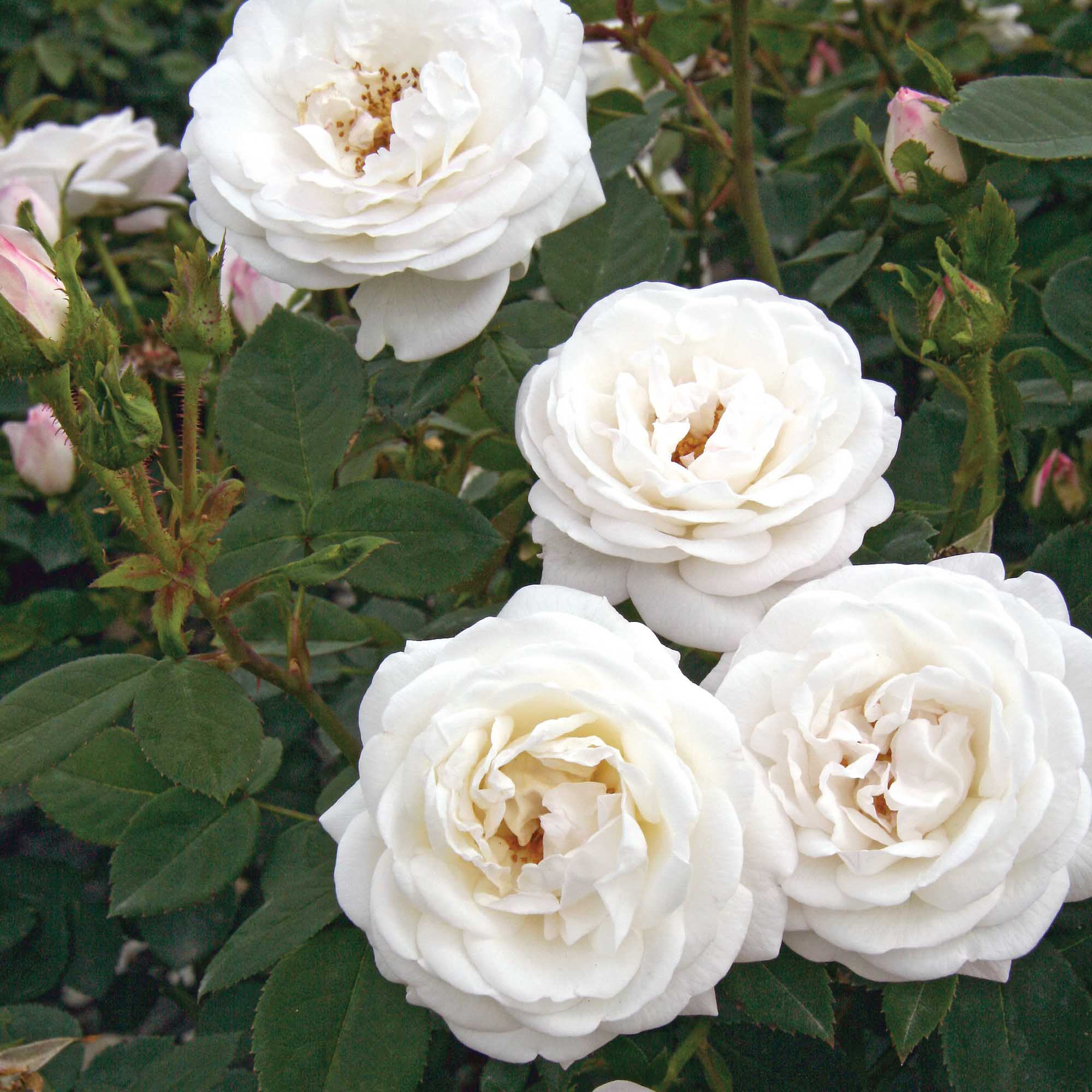 Pearlescent™ | White Shrub Rose Bush – Heirloom