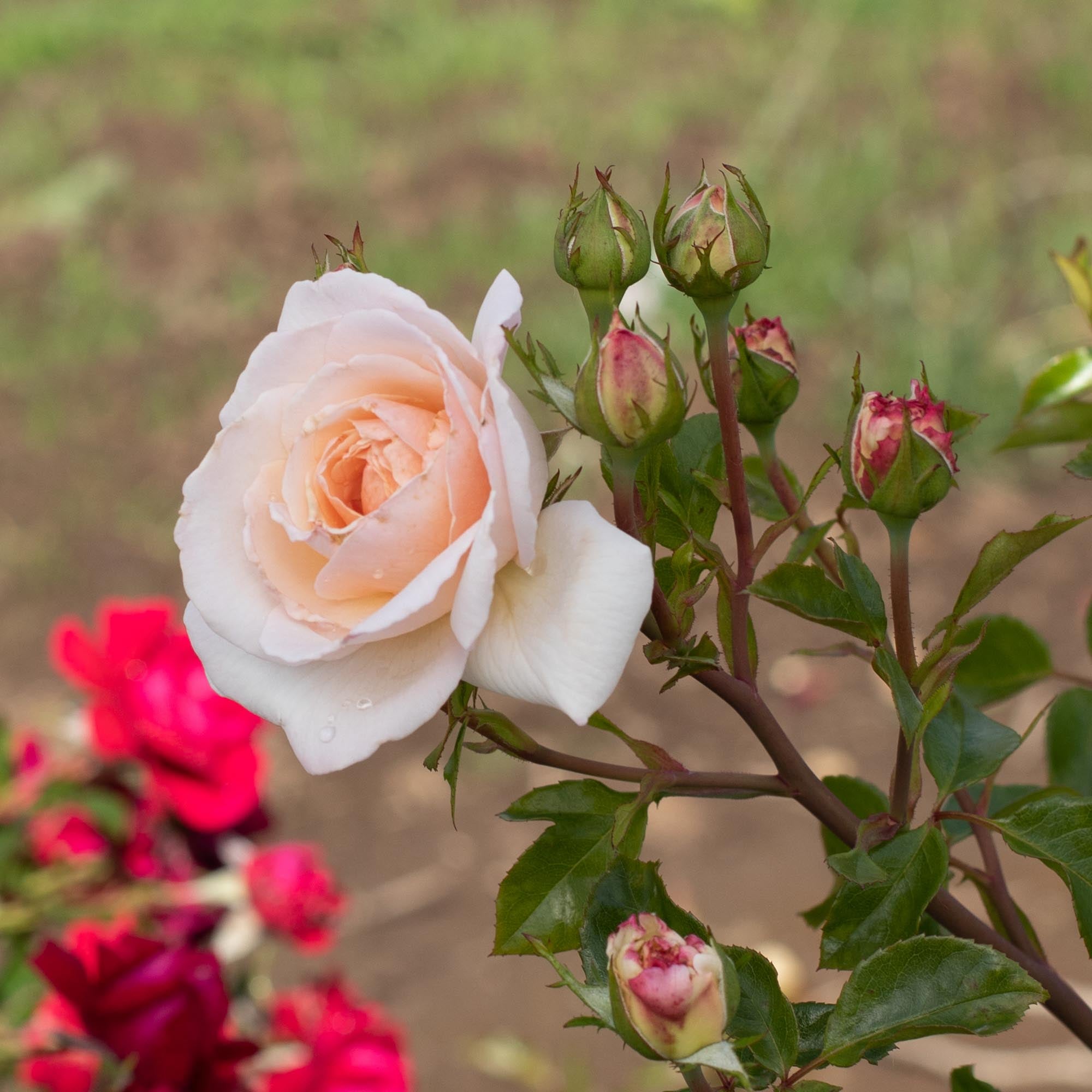 Penny Lane English Legend Rose | Apricot Rose Bush – Heirloom