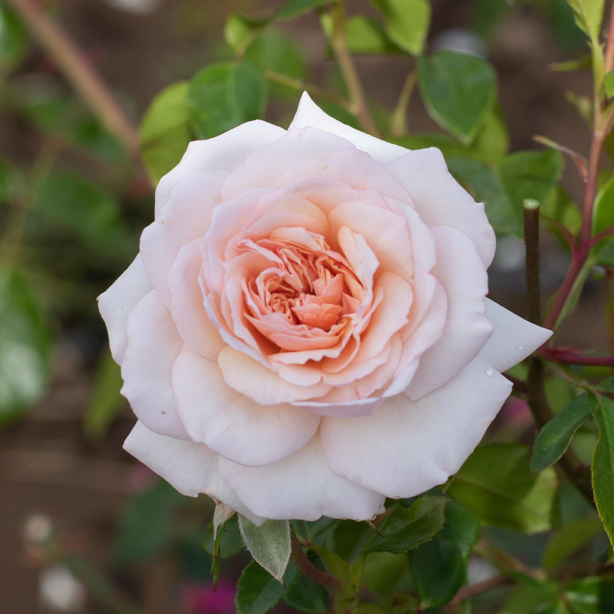 Penny Lane English Legend Rose | Apricot Rose Bush – Heirloom