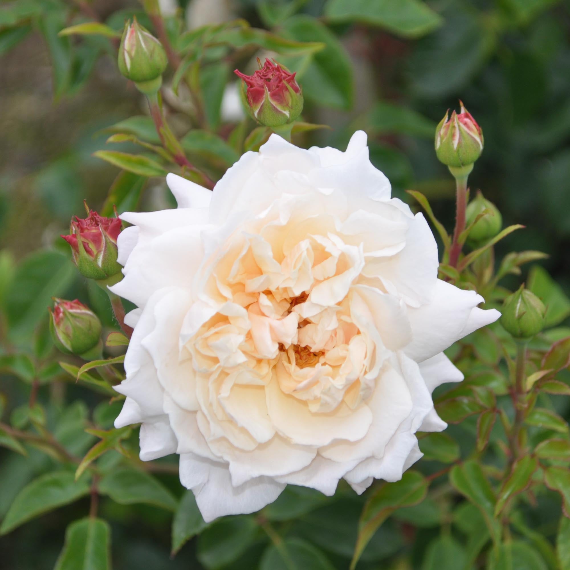 Penny Lane English Legend Rose | Apricot Rose Bush – Heirloom