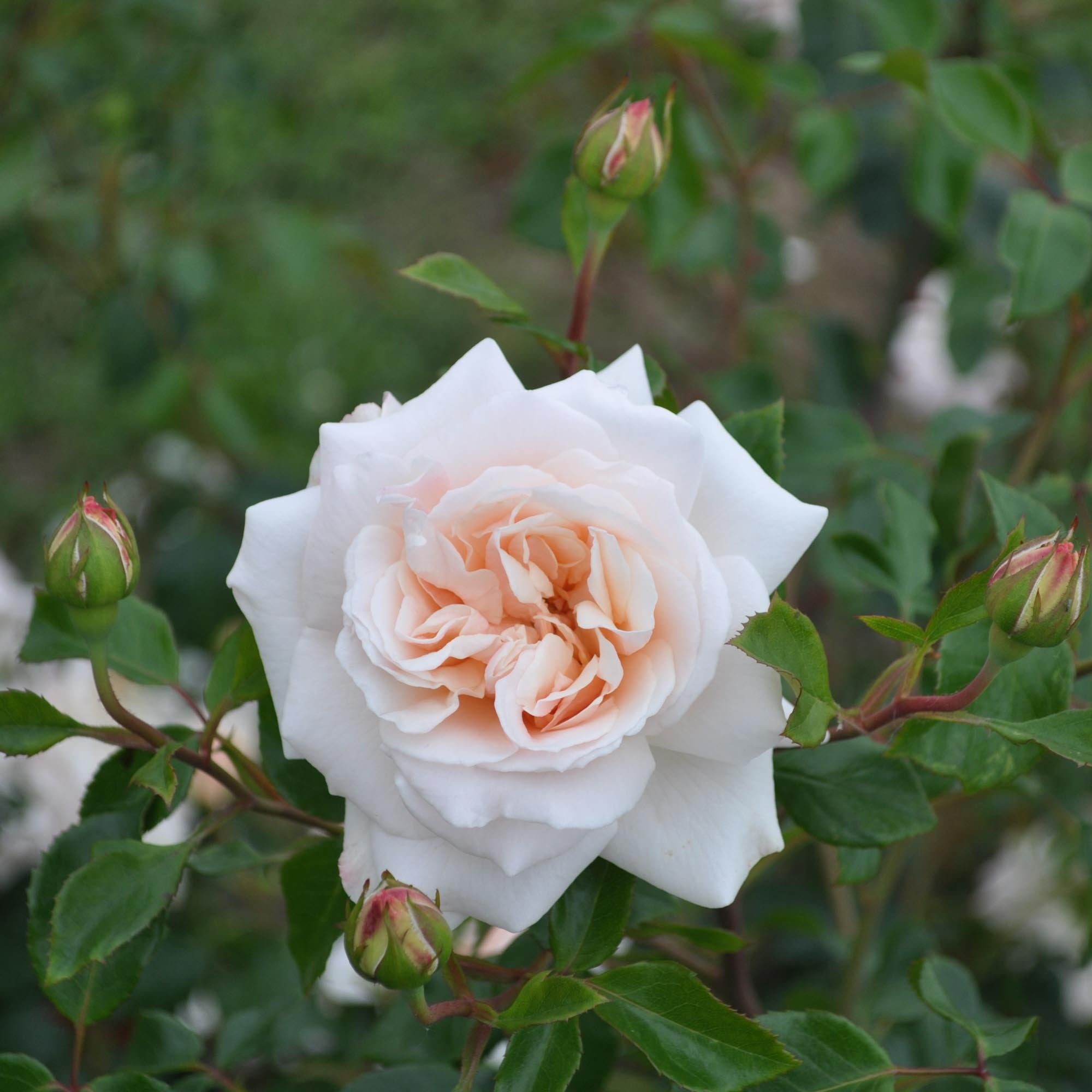 Penny Lane English Legend Rose | Apricot Rose Bush – Heirloom