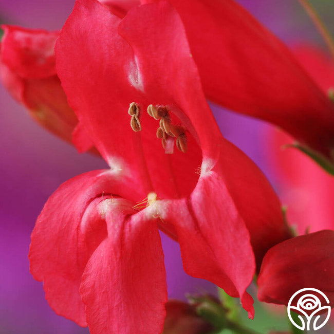 Penstemon – Heirloom Roses