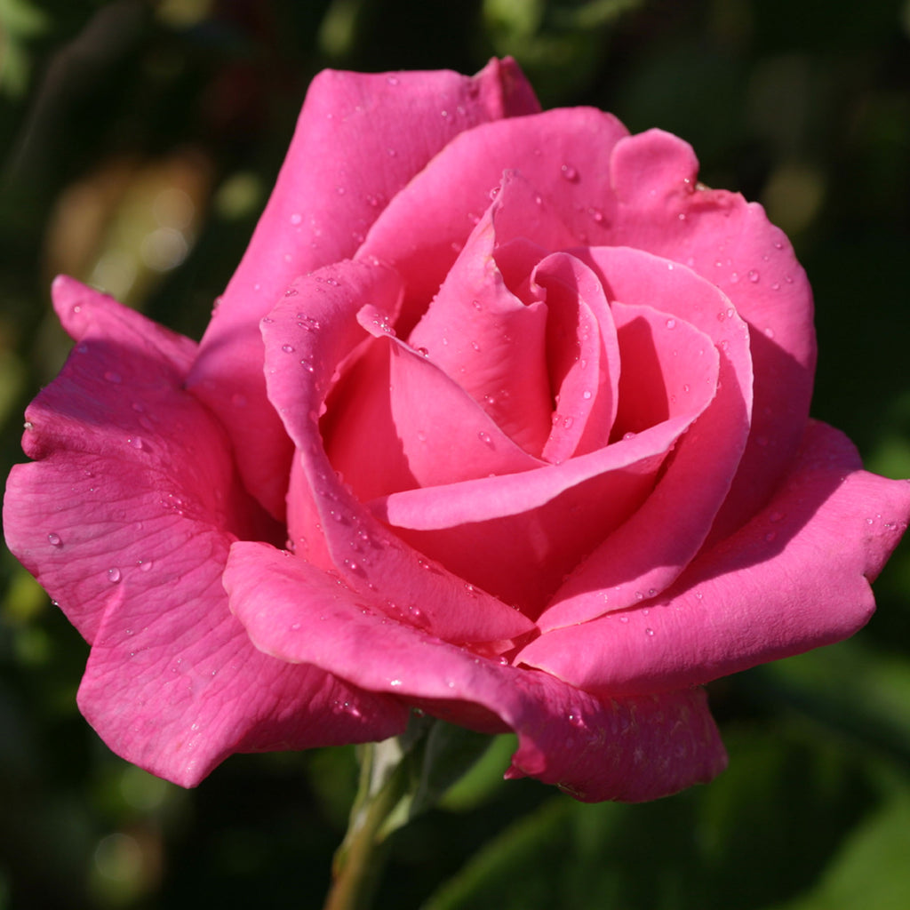 Perfume Delight