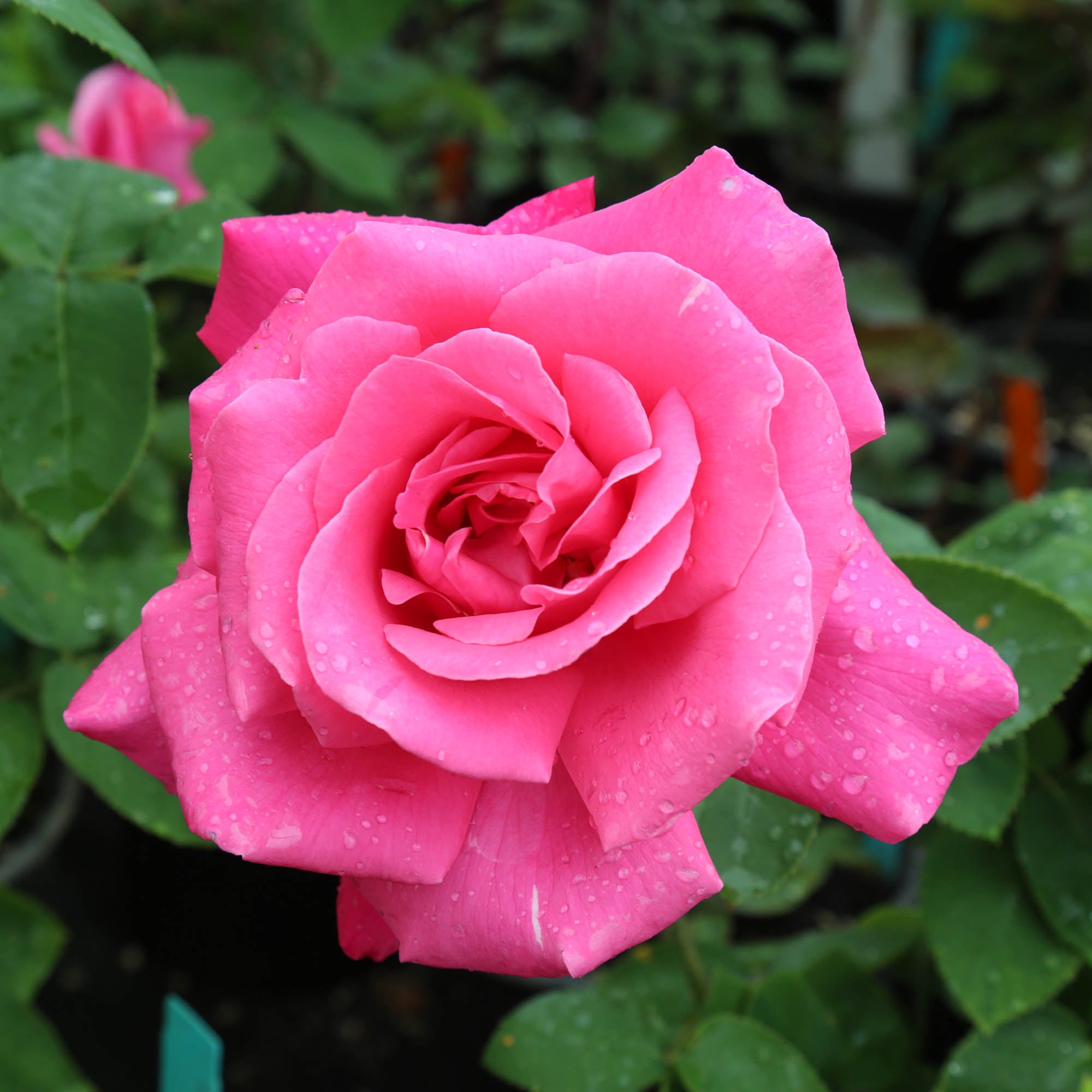 Perfume Delight