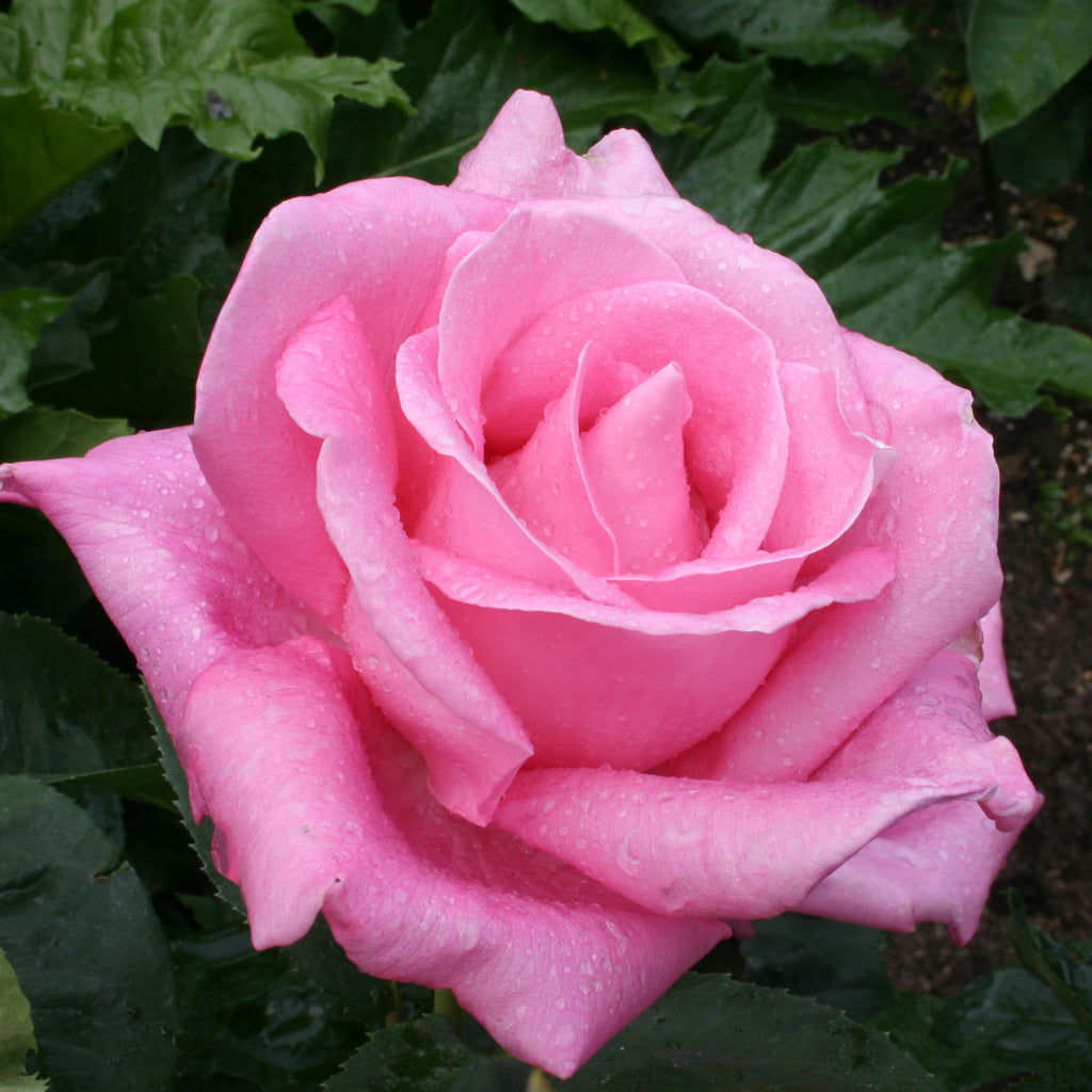Perfume Delight