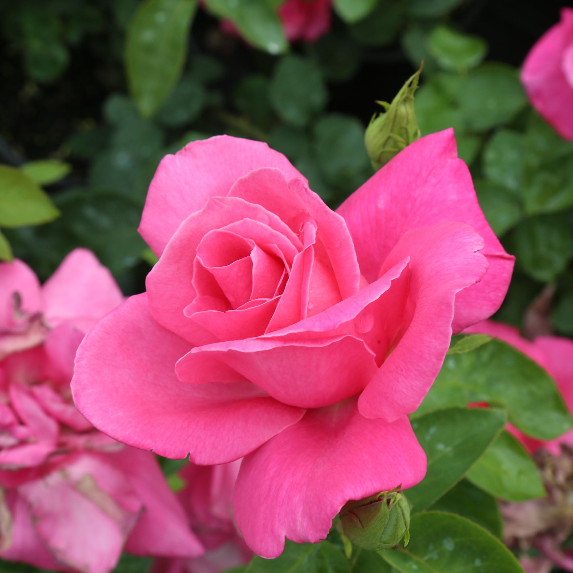Perfume Delight