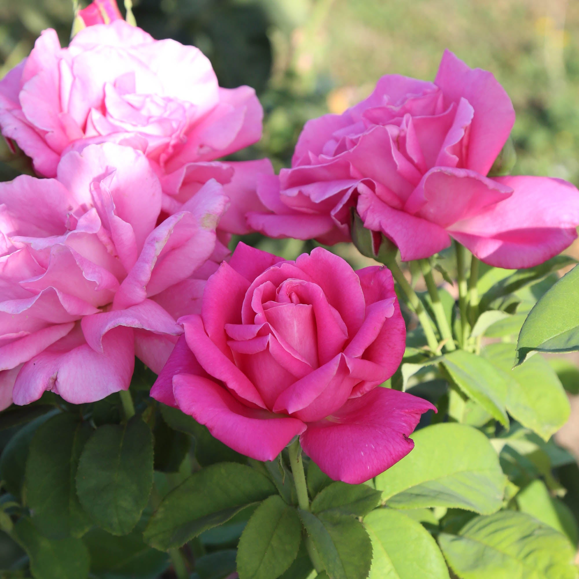 Perfume Delight