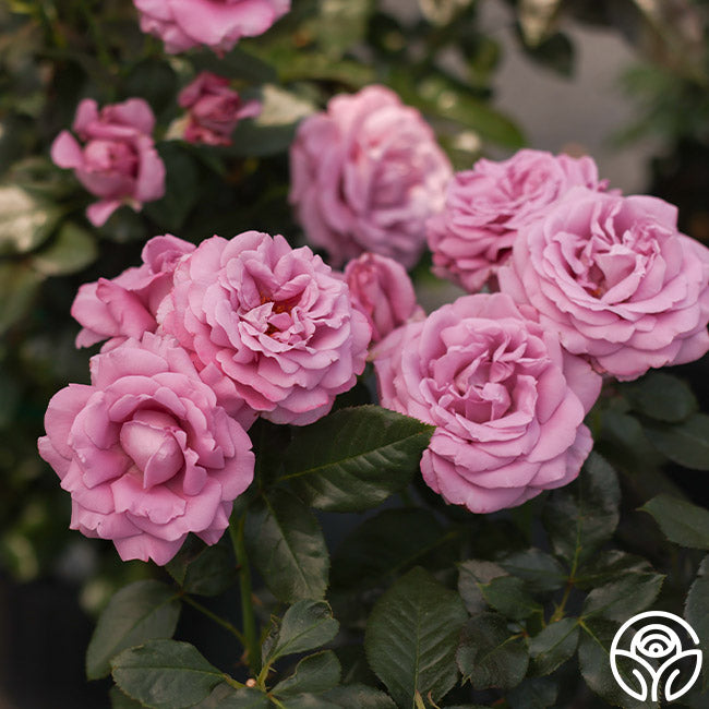Perfumed Kiss®