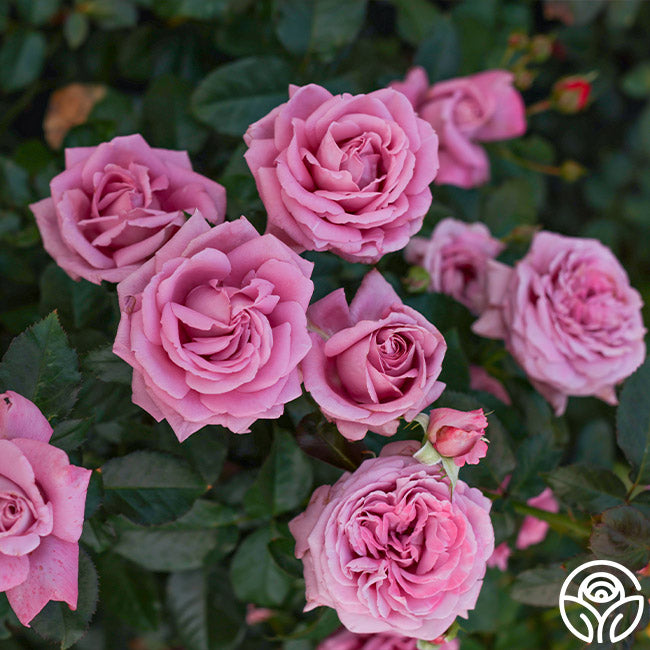 Perfumed Kiss Hybrid Tea Rose | Fragrant Rose Plant – Heirloom