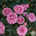Perfumed Kiss®