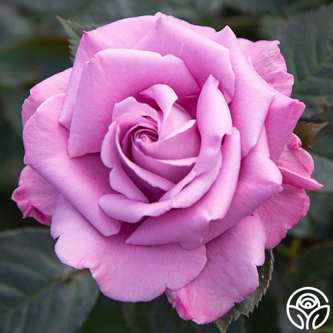 Perfumed Kiss®