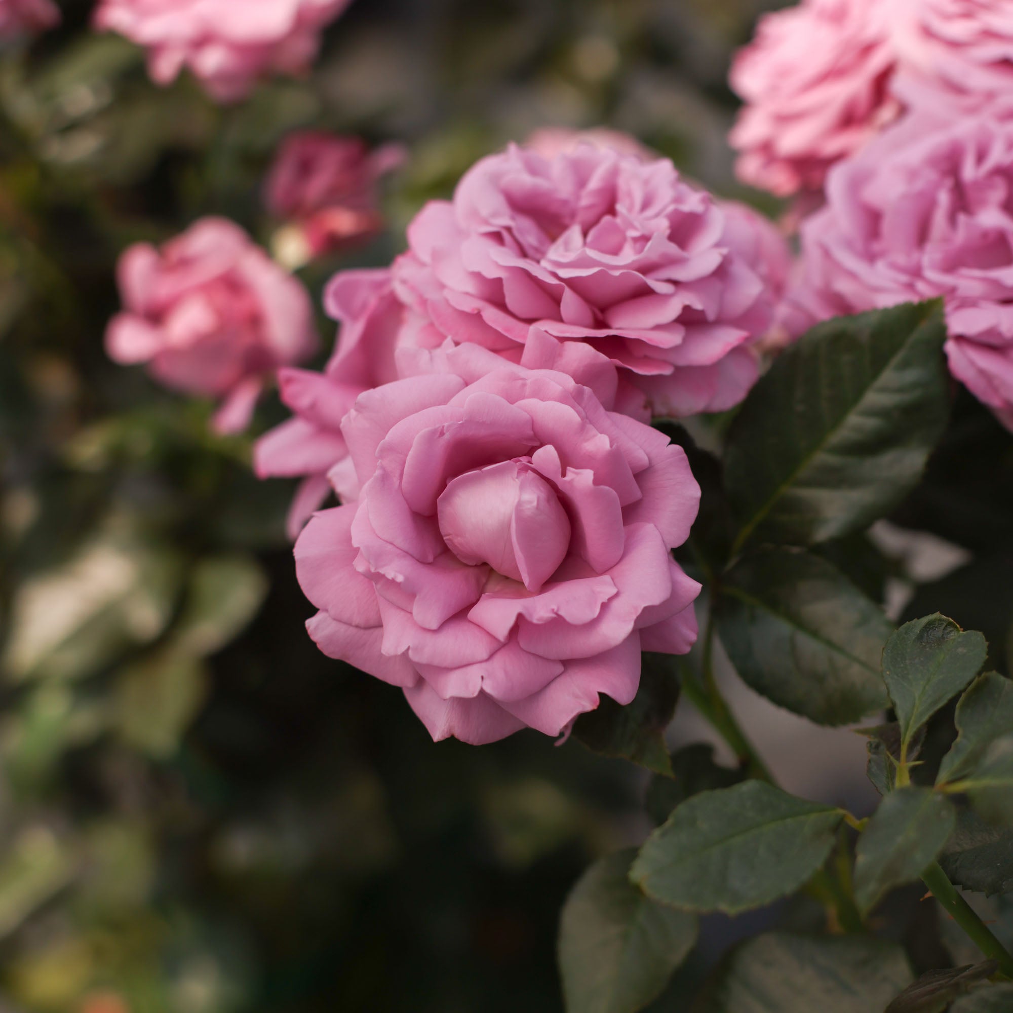 Perfumed Kiss®