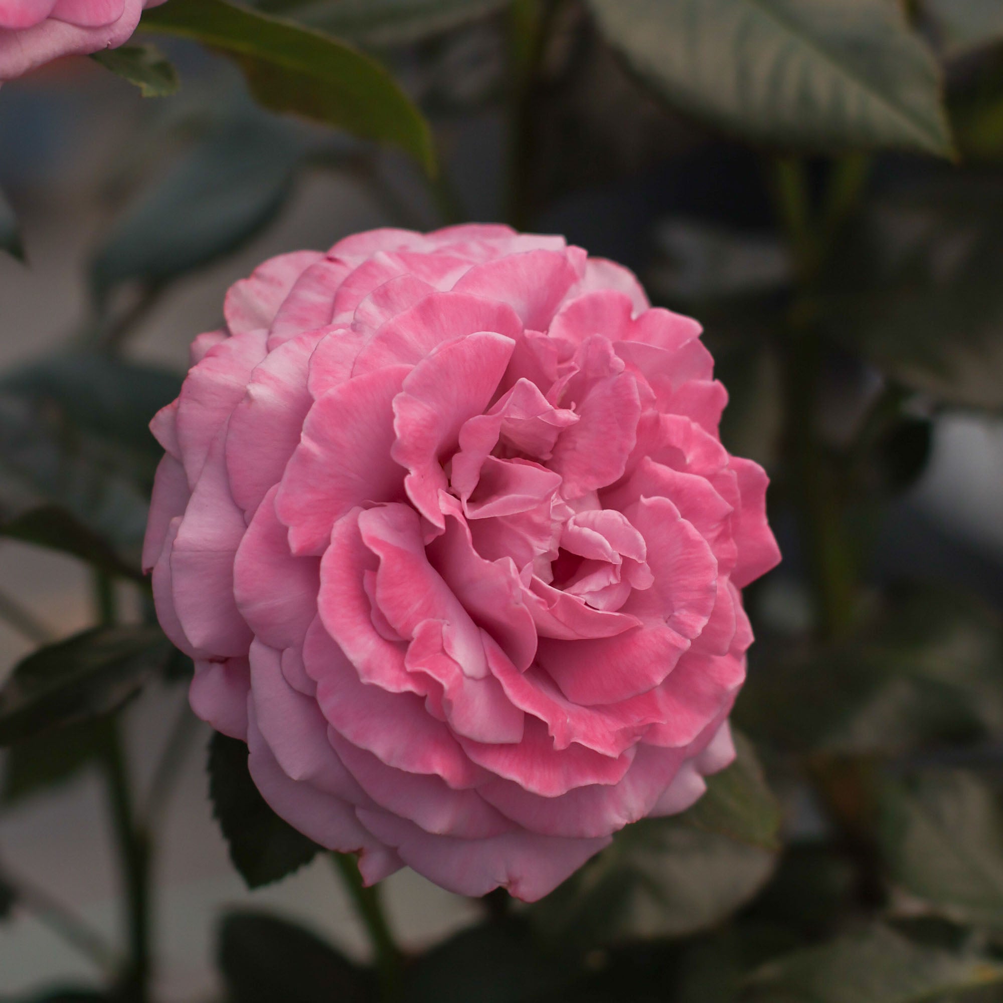 Perfumed Kiss®